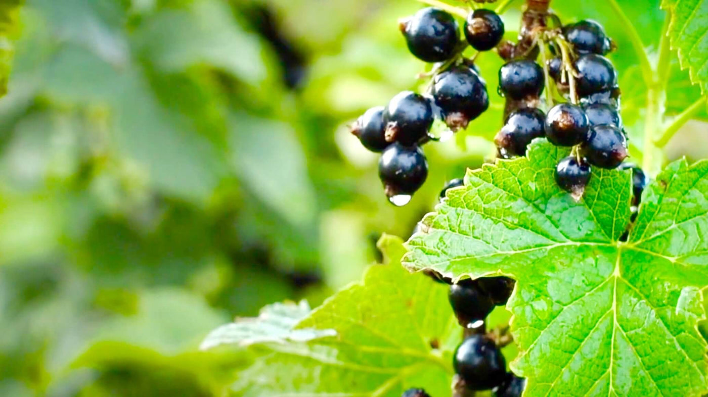Nutritious fresh New Zealand blackcurrants hanging on shrub | Science + Berries